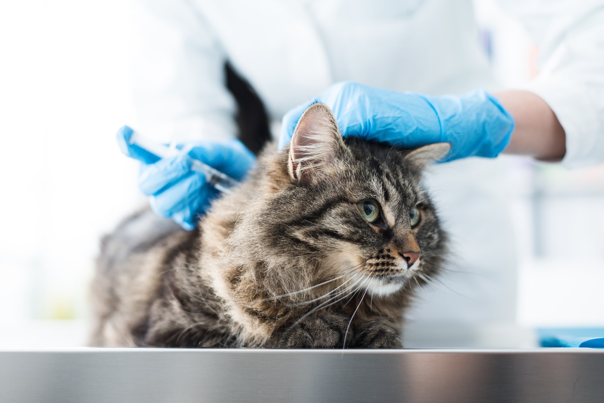 Vaccination hund i Kastrup på Amager | Vaccination af kat i København